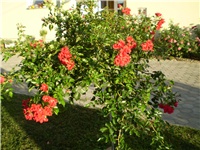 e265816f-Picture 3246.jpg